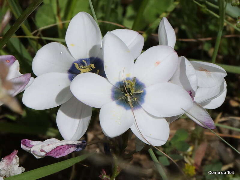 Image of Ixia versicolor G. J. Lewis