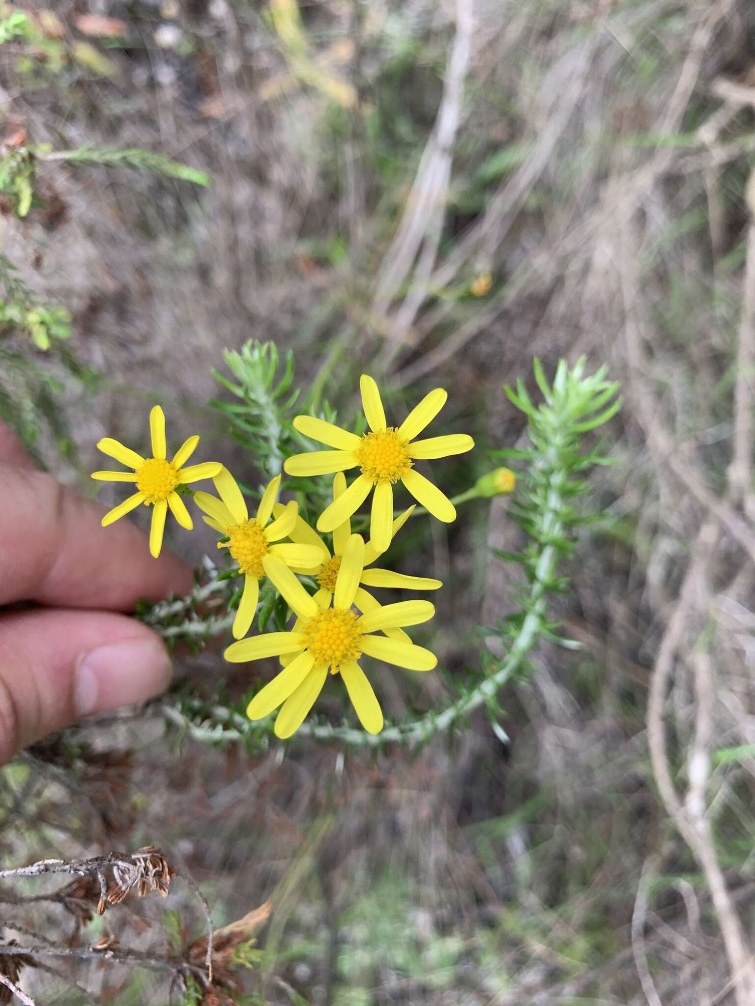 Image of Senecio hastatus L.