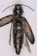 Image of Black Spruce Borer