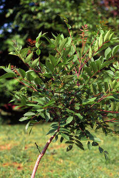 Image of poison sumac