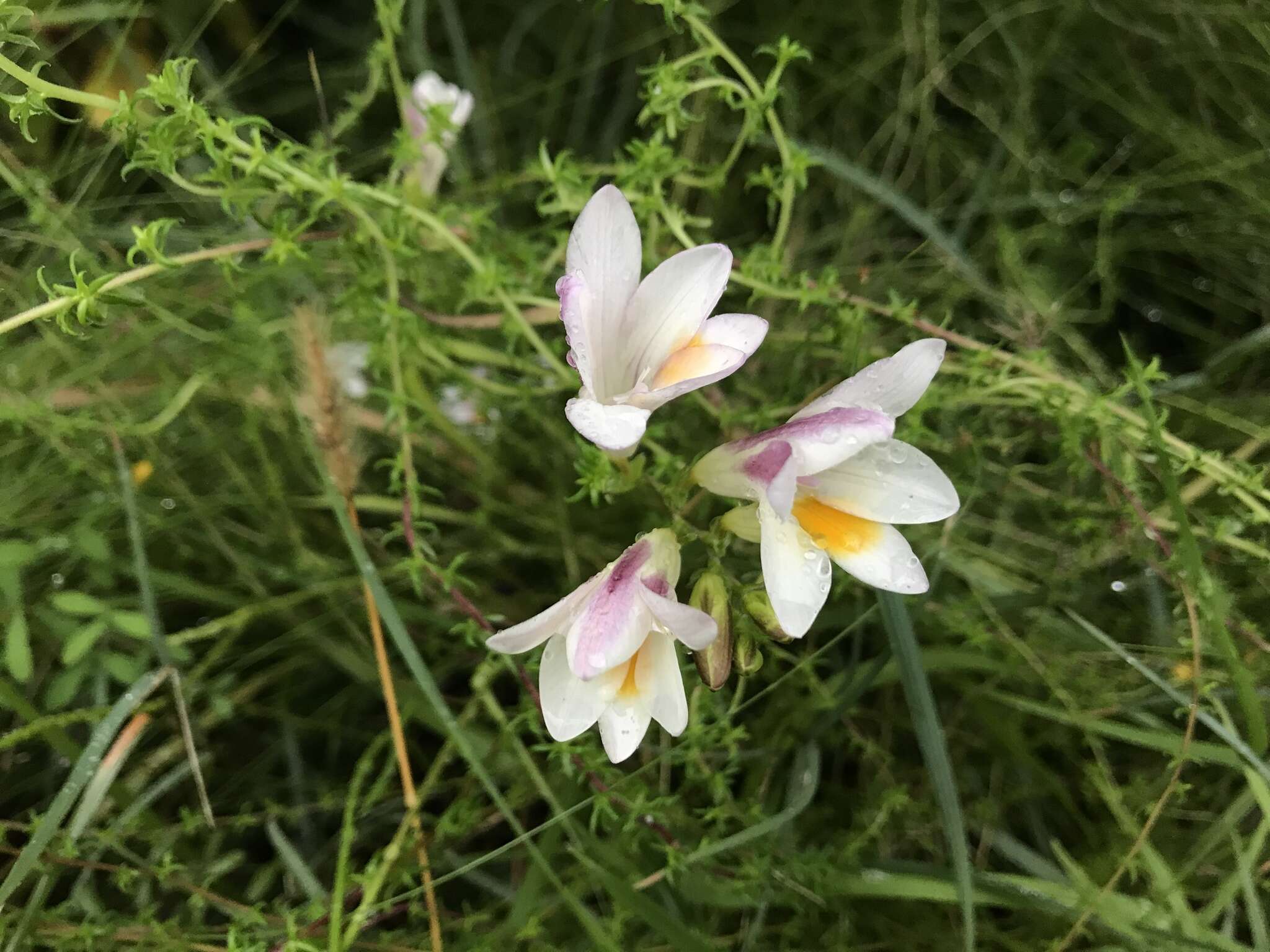 Freesia leichtlinii subsp. alba (G. L. Mey.) J. C. Manning & Goldblatt resmi