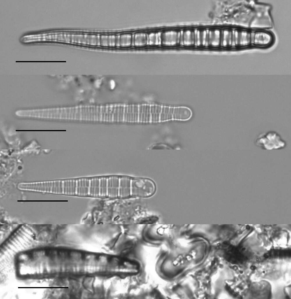 Слика од <i>Meridion constrictum</i>