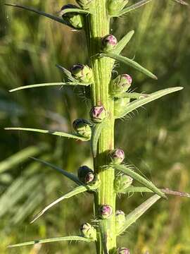 Image of savanna blazing star