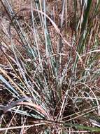 Andropogon cretaceus的圖片