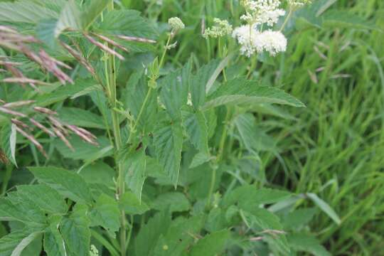 Image of Meadow-sweet