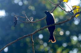 Image of Fork-tailed Drongo-Cuckoo