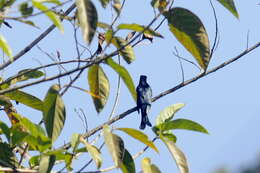 Image of Fork-tailed Drongo-Cuckoo