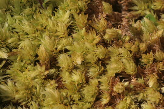 Image of aulacomnium moss