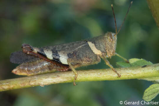 Image of Apalacris varicornis Walker & F. 1870