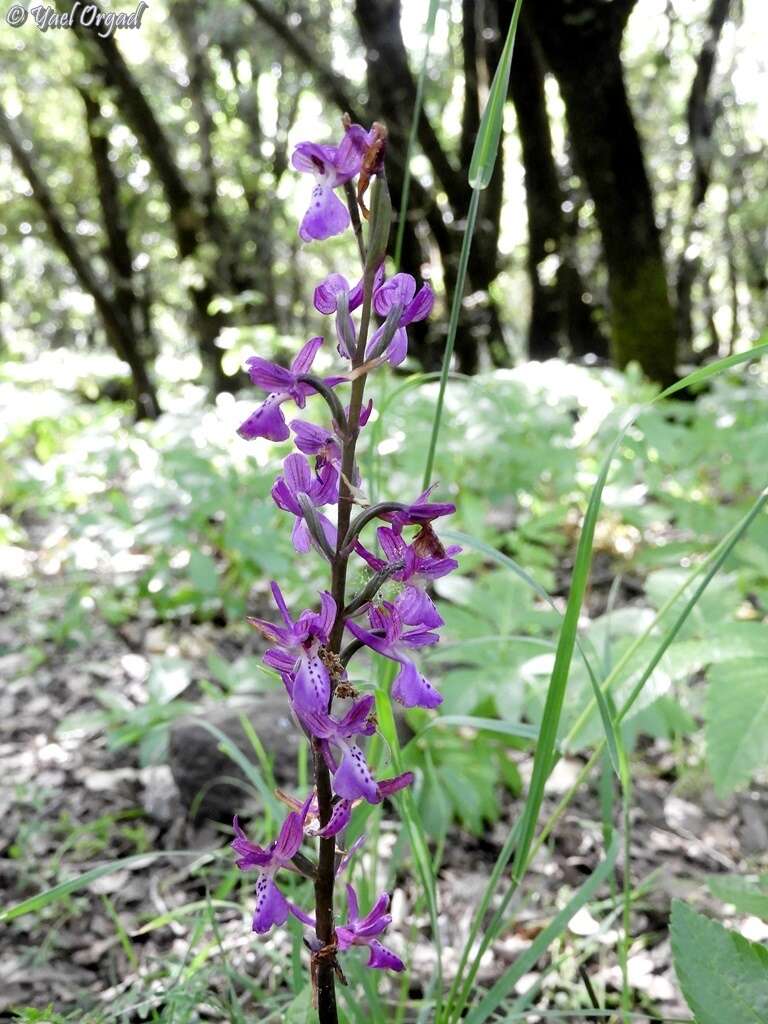 Sivun Orchis anatolica Boiss. kuva