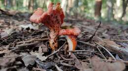 Image of Cantharellus coccolobae Buyck, P. A. Moreau & Courtec. 2016