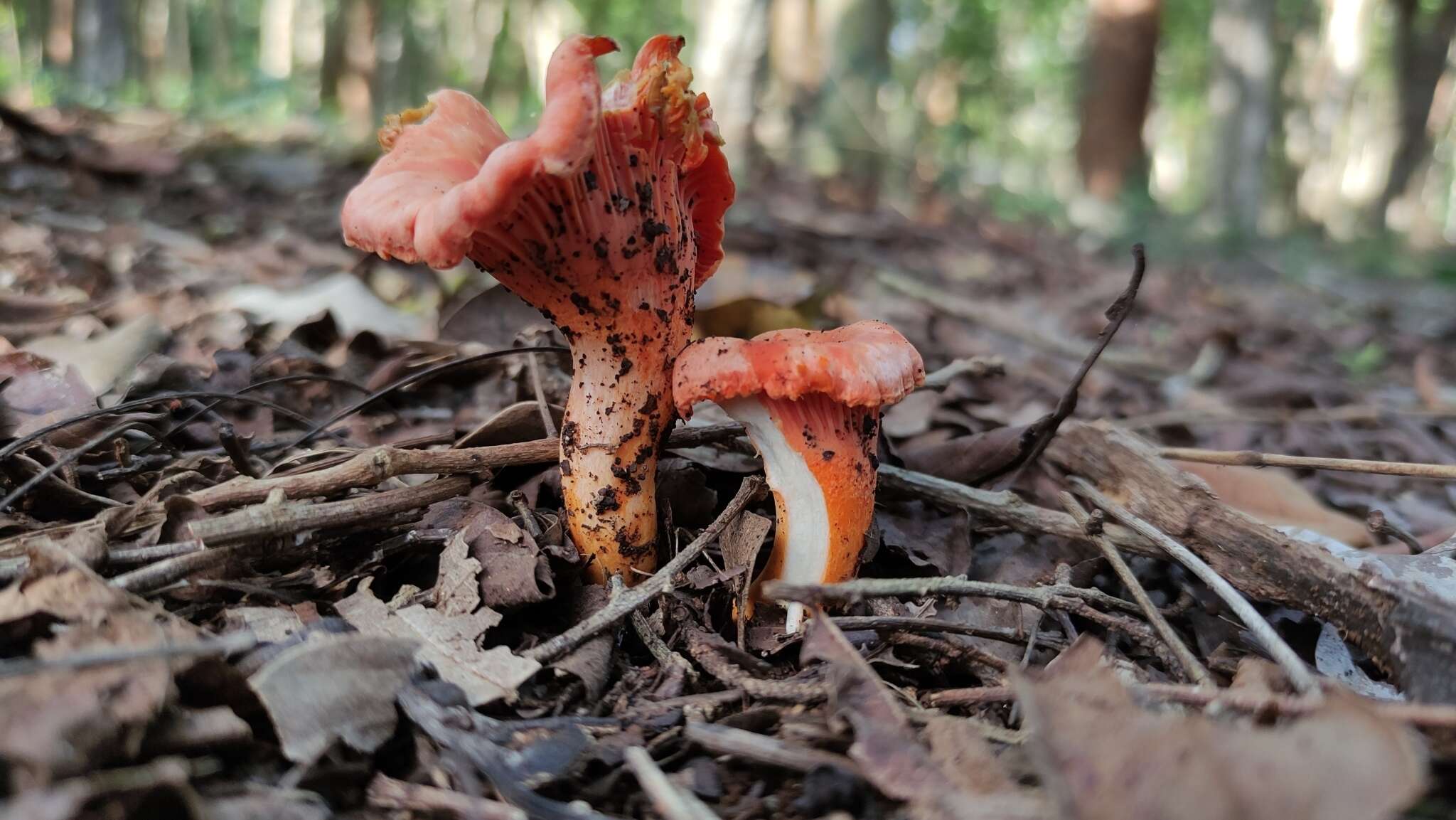 Image de Cantharellus coccolobae Buyck, P. A. Moreau & Courtec. 2016