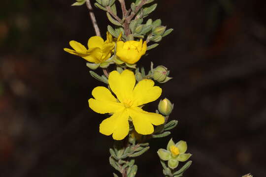 Image of Hibbertia cinerea (R. Br ex DC.) H. R. Toelken