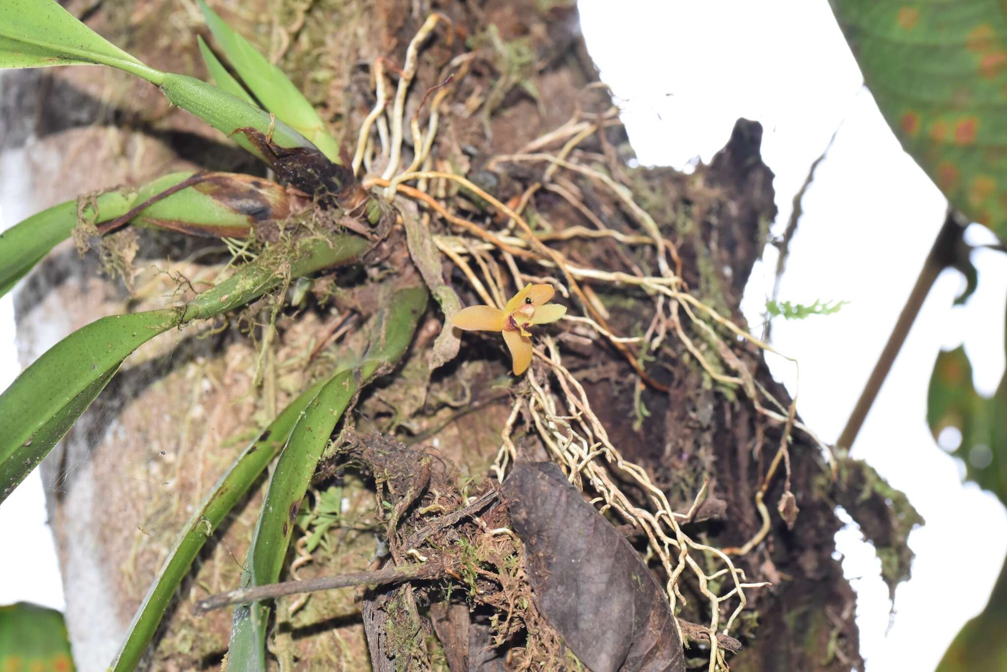 Image of rufous tiger orchid