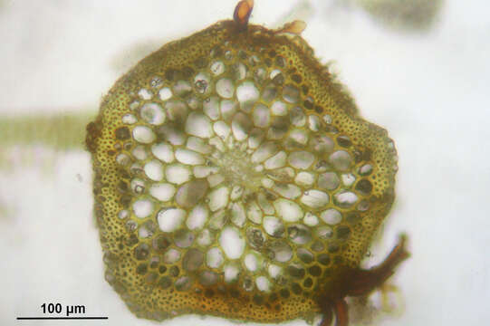 Image of aulacomnium moss