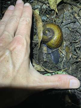 Image of Powelliphanta traversi (Powell 1930)