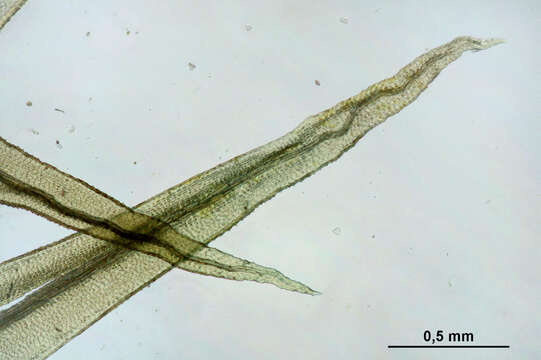 Image of aulacomnium moss