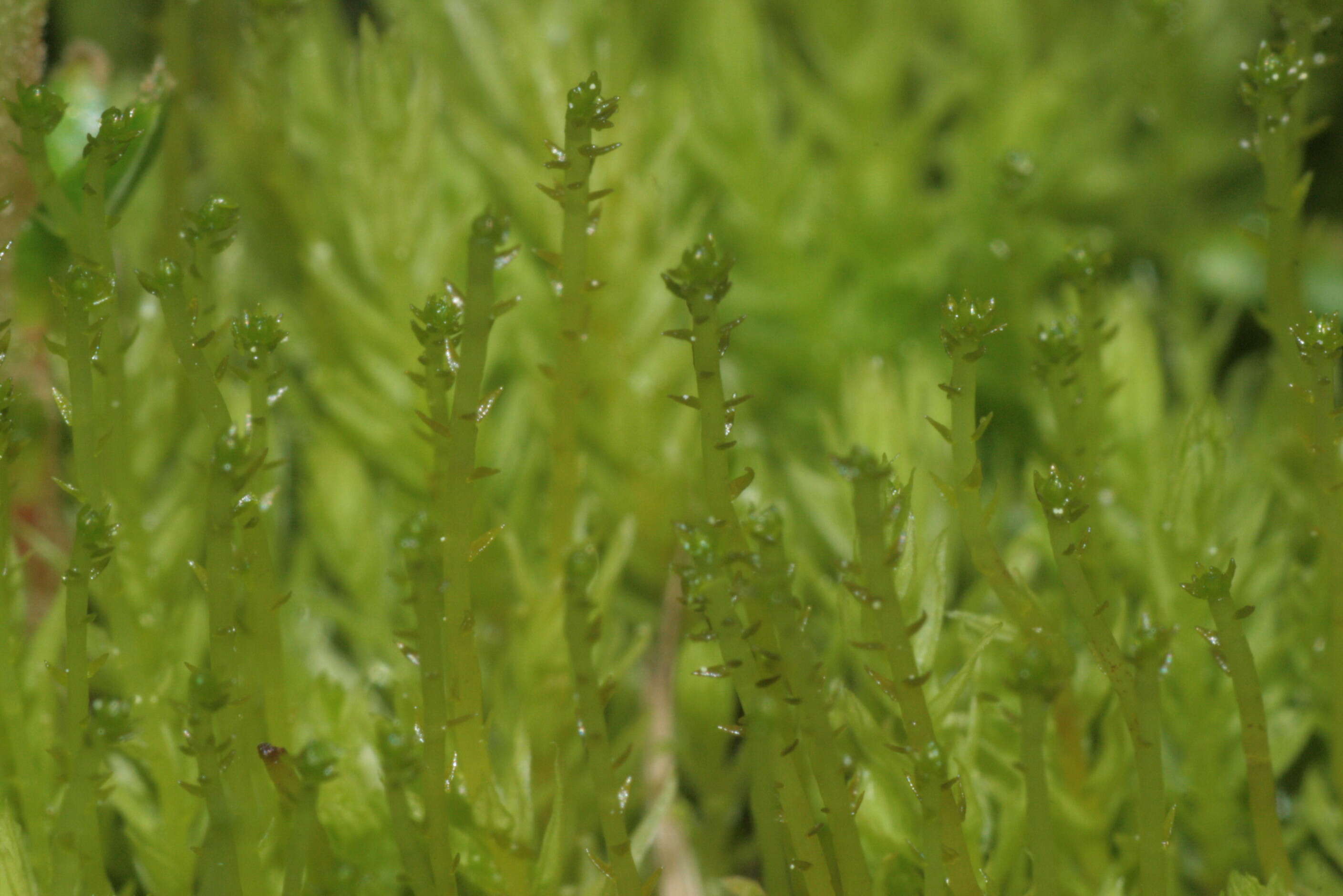 Image of aulacomnium moss