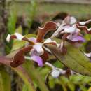 Image of Vanda bicolor Griff.