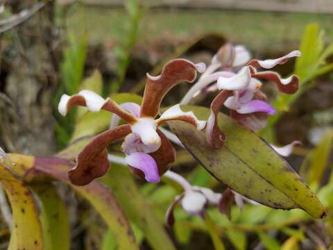 Image of Vanda bicolor Griff.