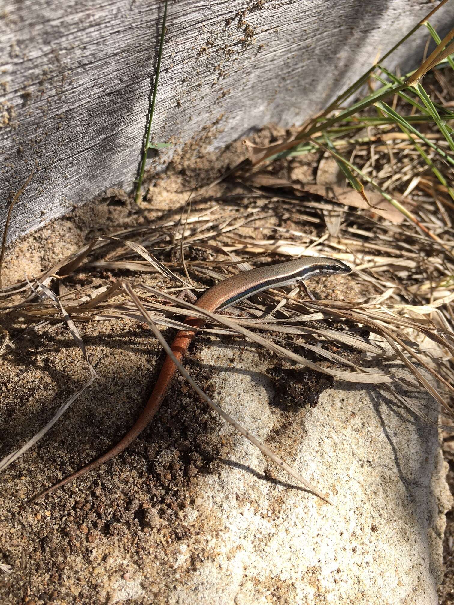 Image of Fire-Tailed Skink