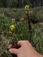 Слика од Castilleja kraliana J. R. Allison