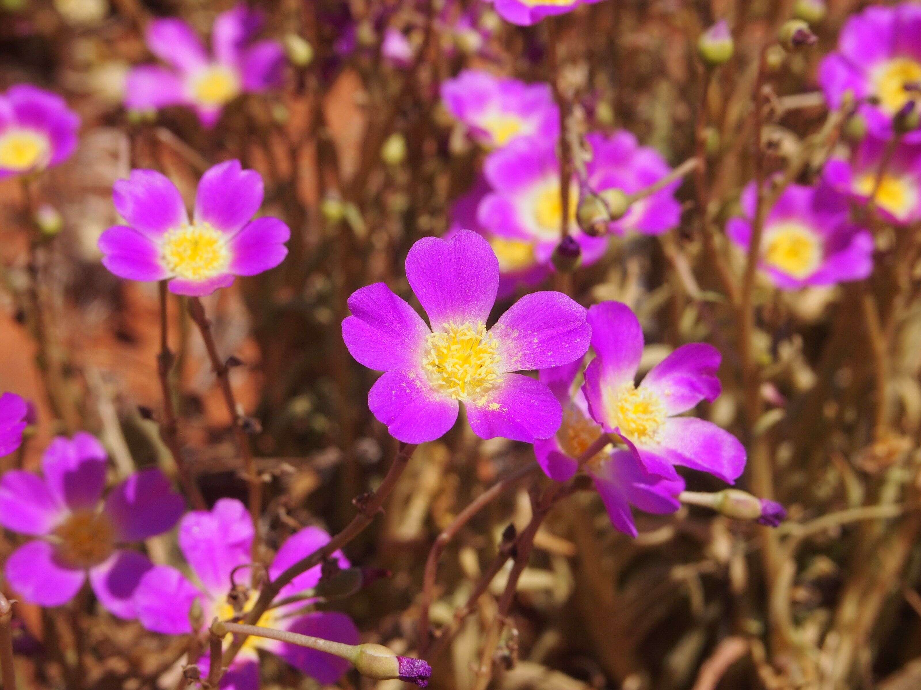 Image of Calandrinia balonensis Lindl.