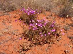 Image of Calandrinia balonensis Lindl.