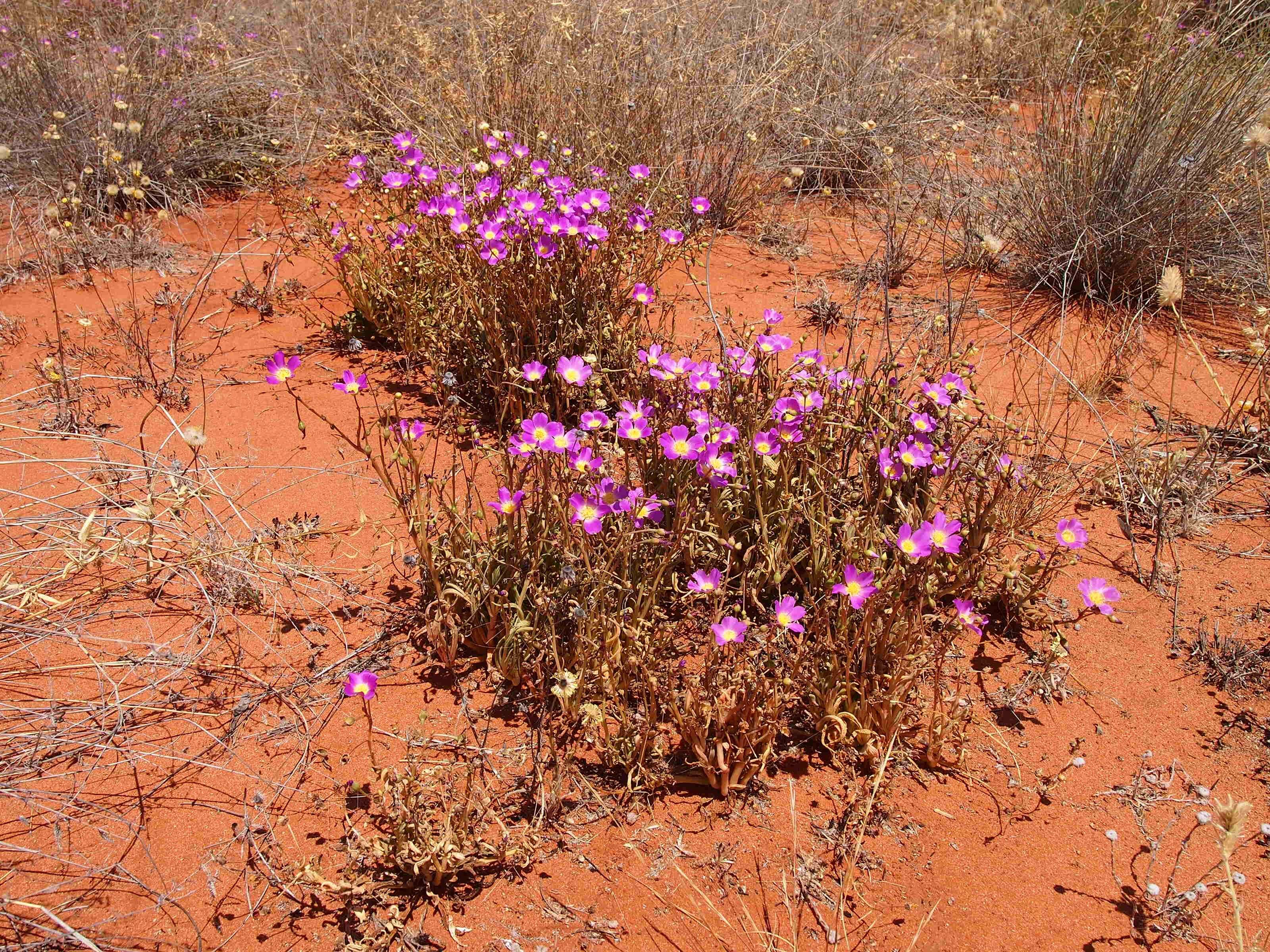 Слика од Calandrinia balonensis Lindl.