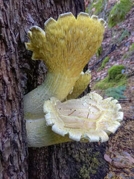 Image of Pleurotus dryinus (Pers.) P. Kumm. 1871