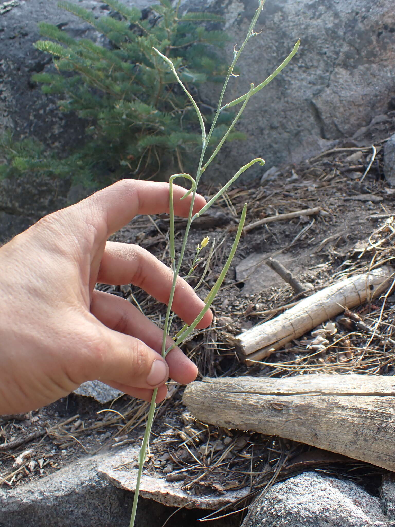 Image of Laguna Mountain jewelflower