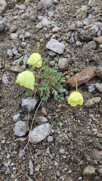 Papaver lapponicum (A. Tolmatch.) Nordh. resmi