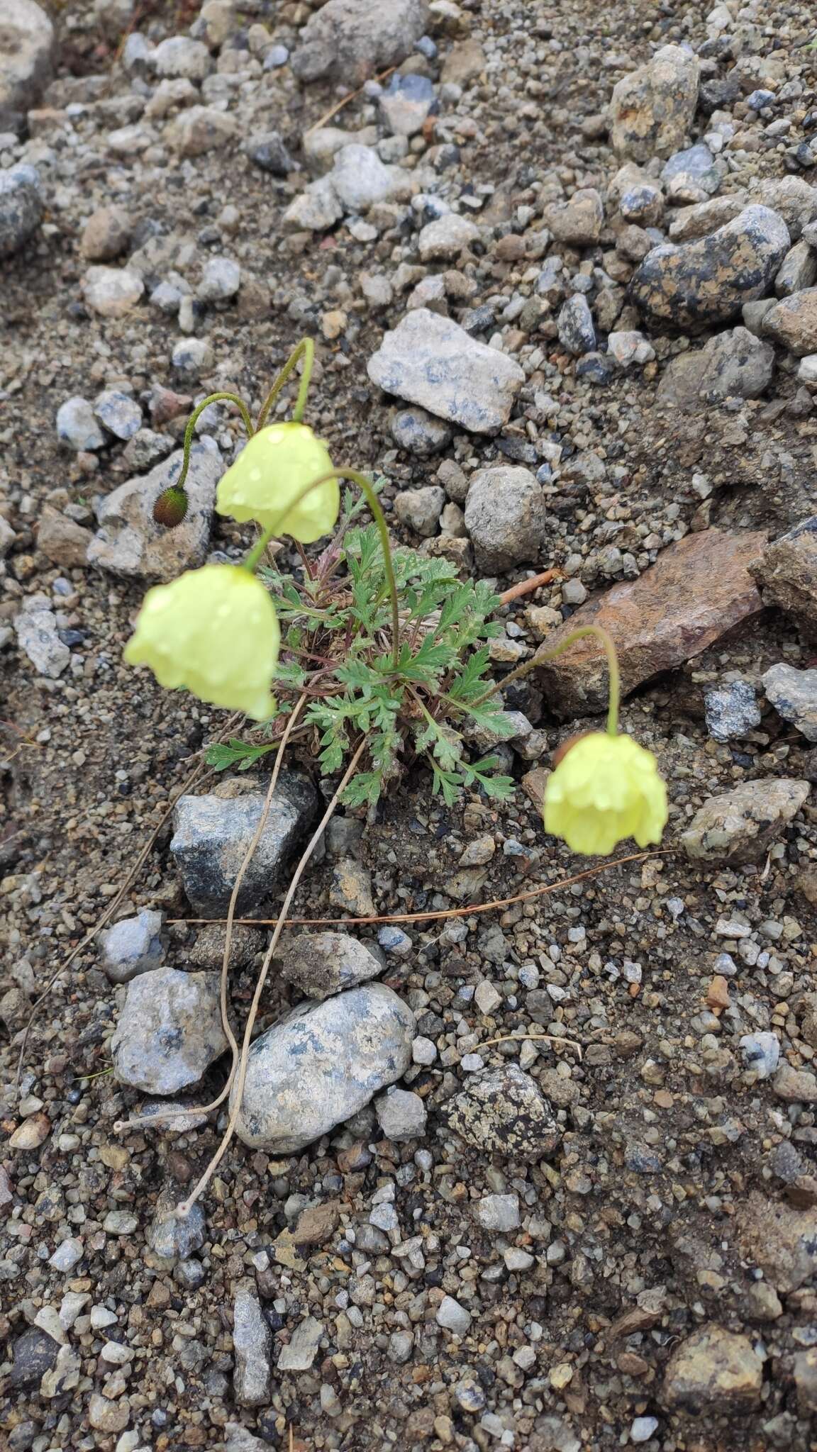 Image of Lapland poppy