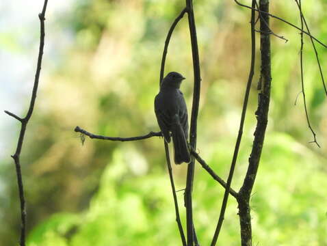 Image of Slaty Elaenia