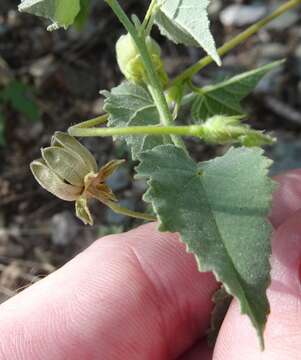 Image of dwarf Indian mallow