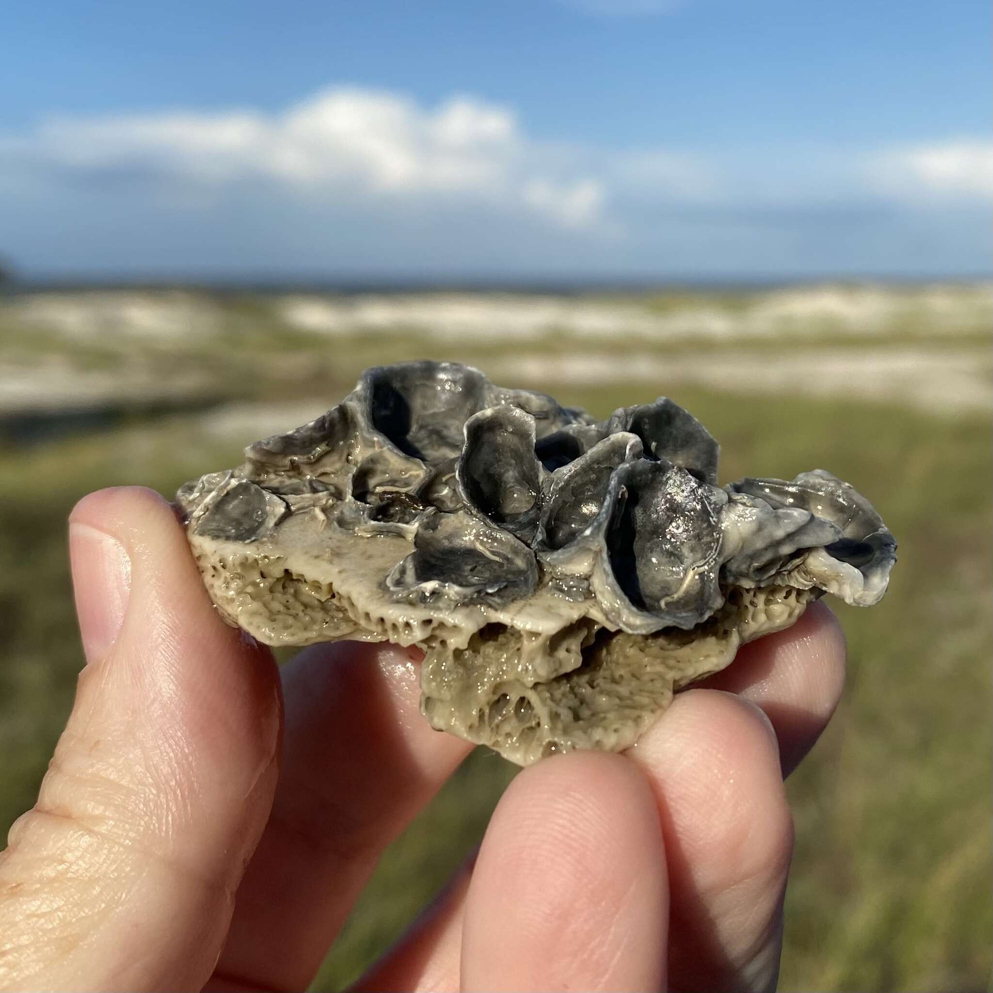 Image of crested oyster