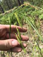 Слика од Carex mitchelliana M. A. Curtis