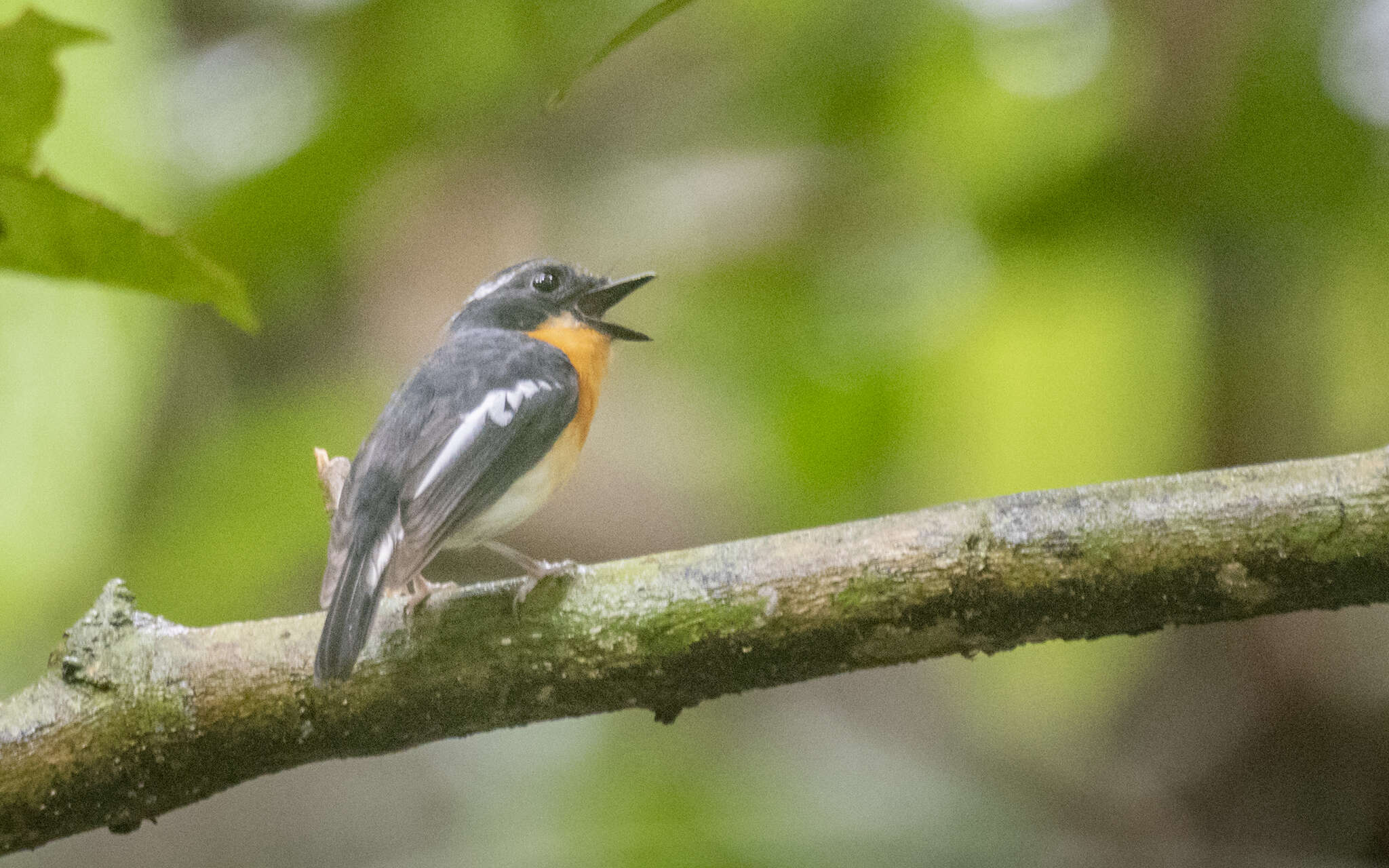 Image of Rufous-chested Flycatcher