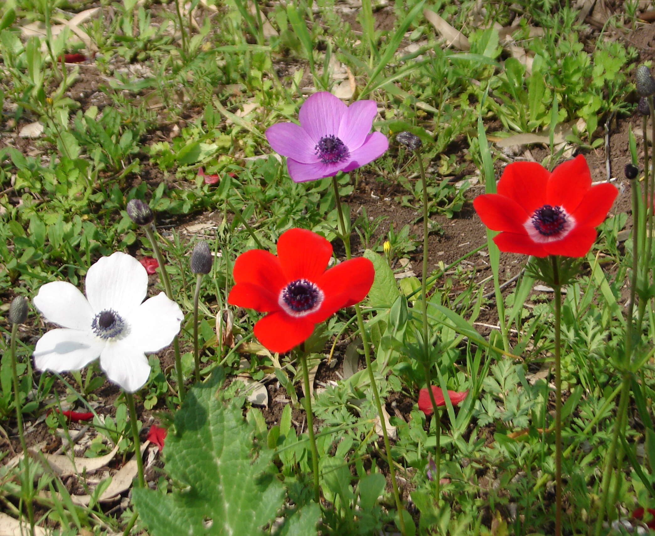 Image of lilies-of-the-field