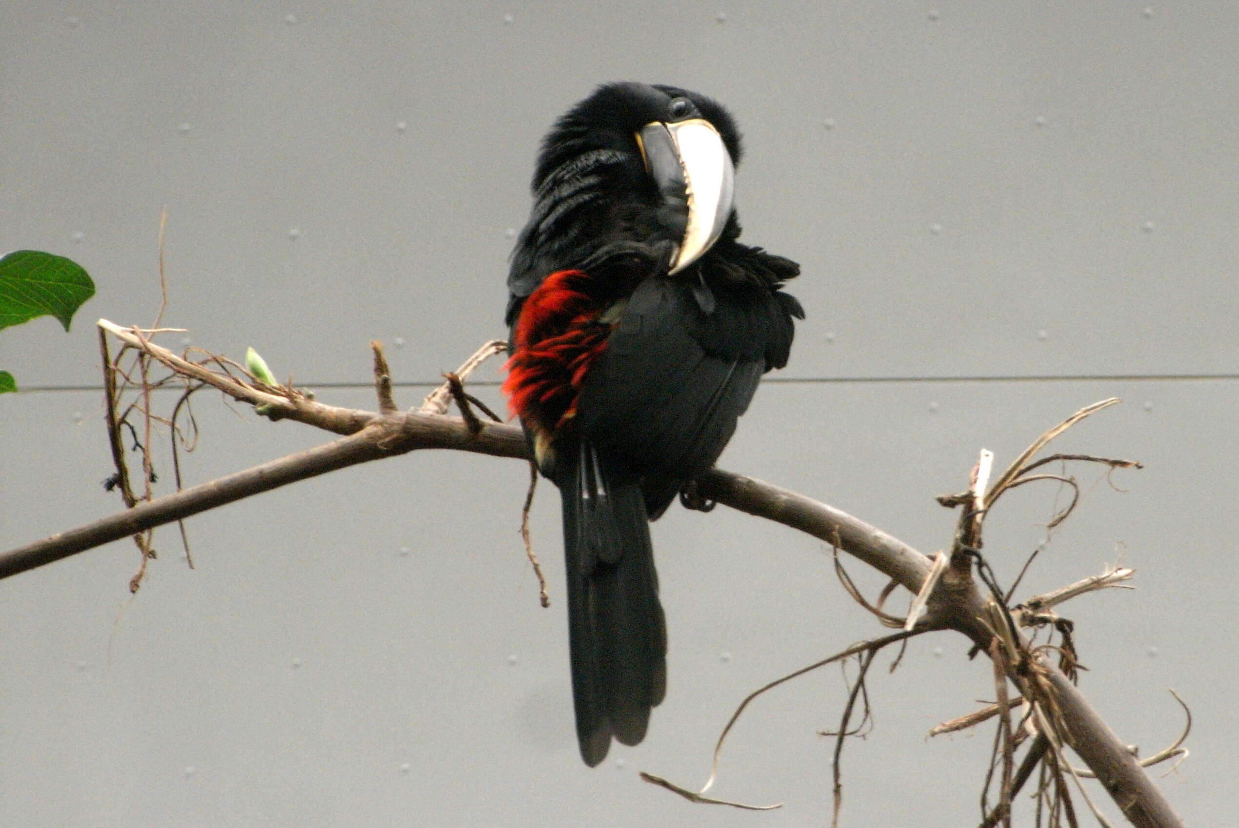 Image of Black-necked Aracari