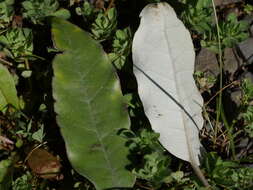 Image de Olearia albida Hook. fil.