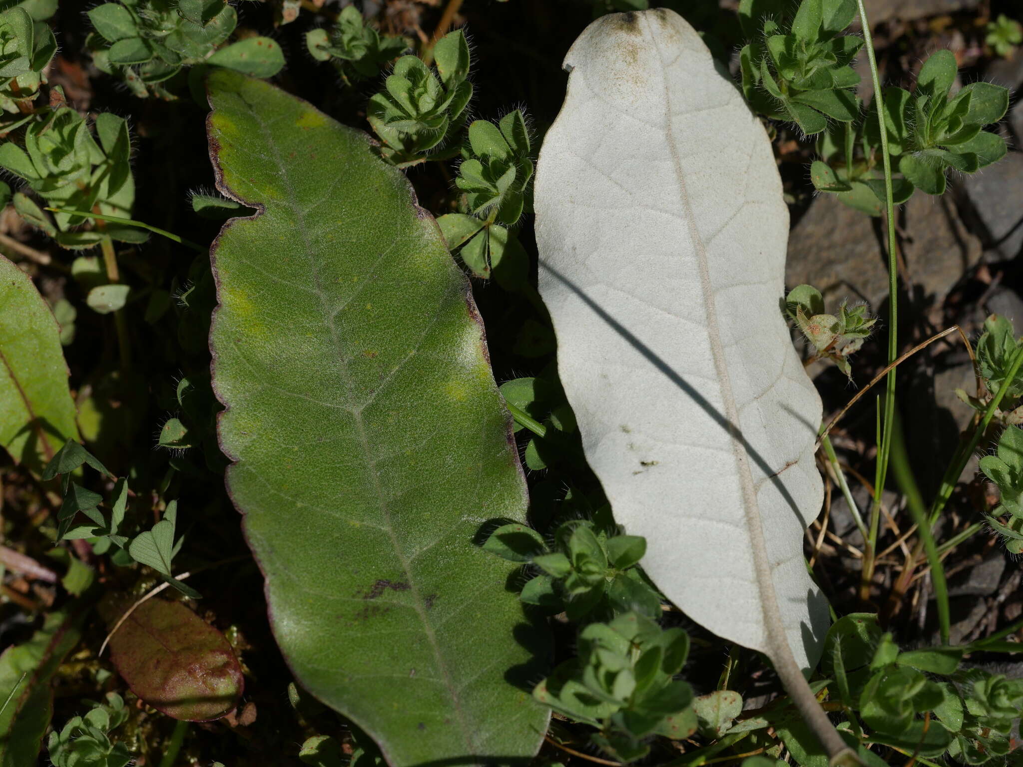 Image de Olearia albida Hook. fil.