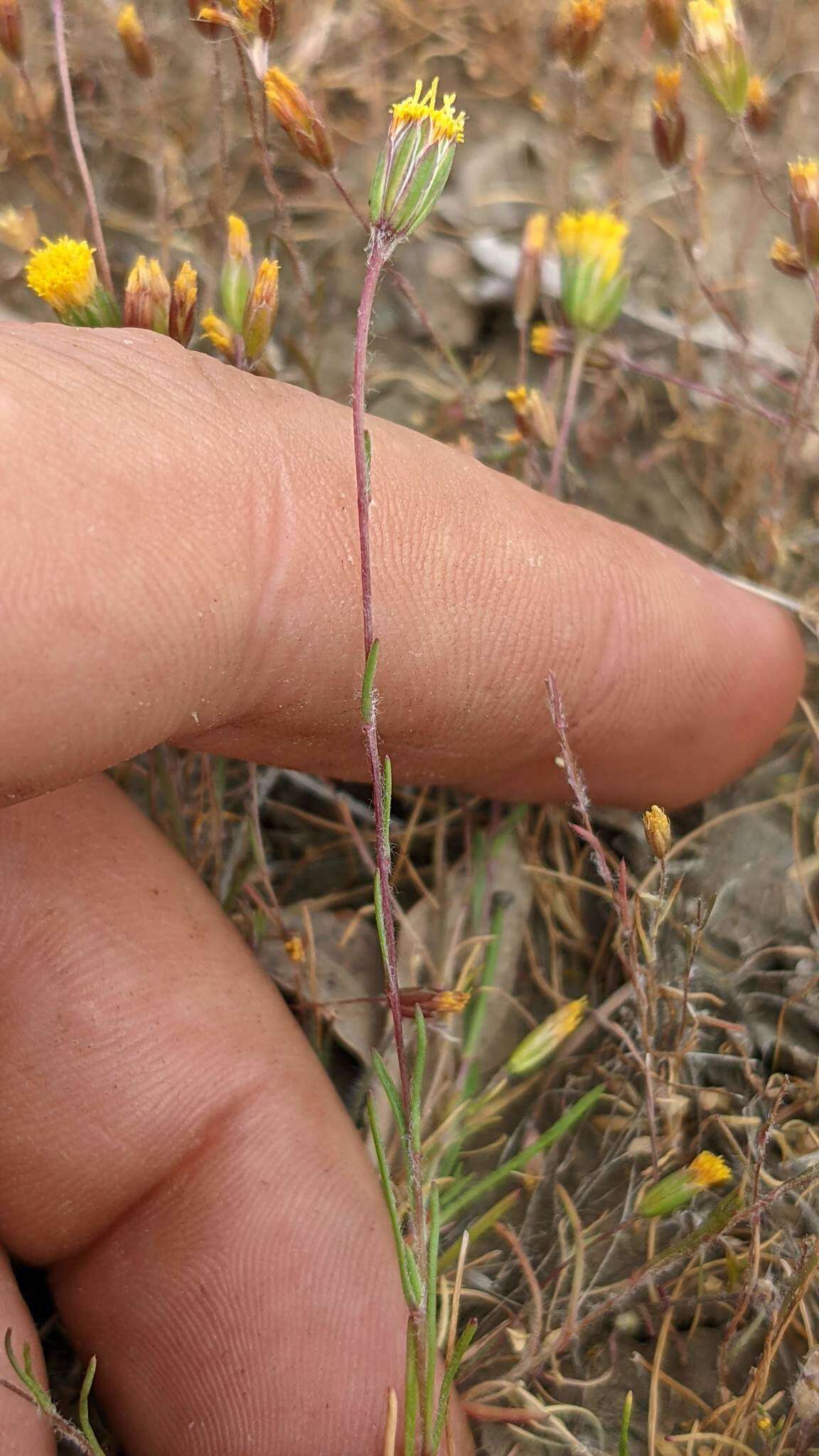 Image of meager pygmydaisy