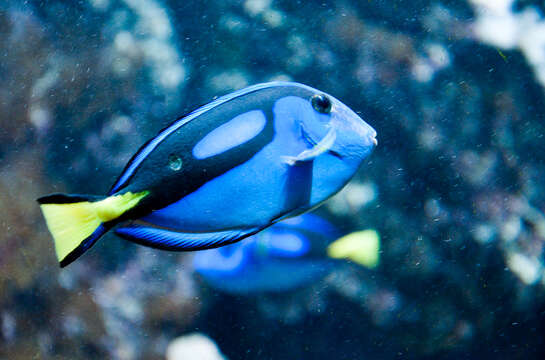 Image of Paracanthurus