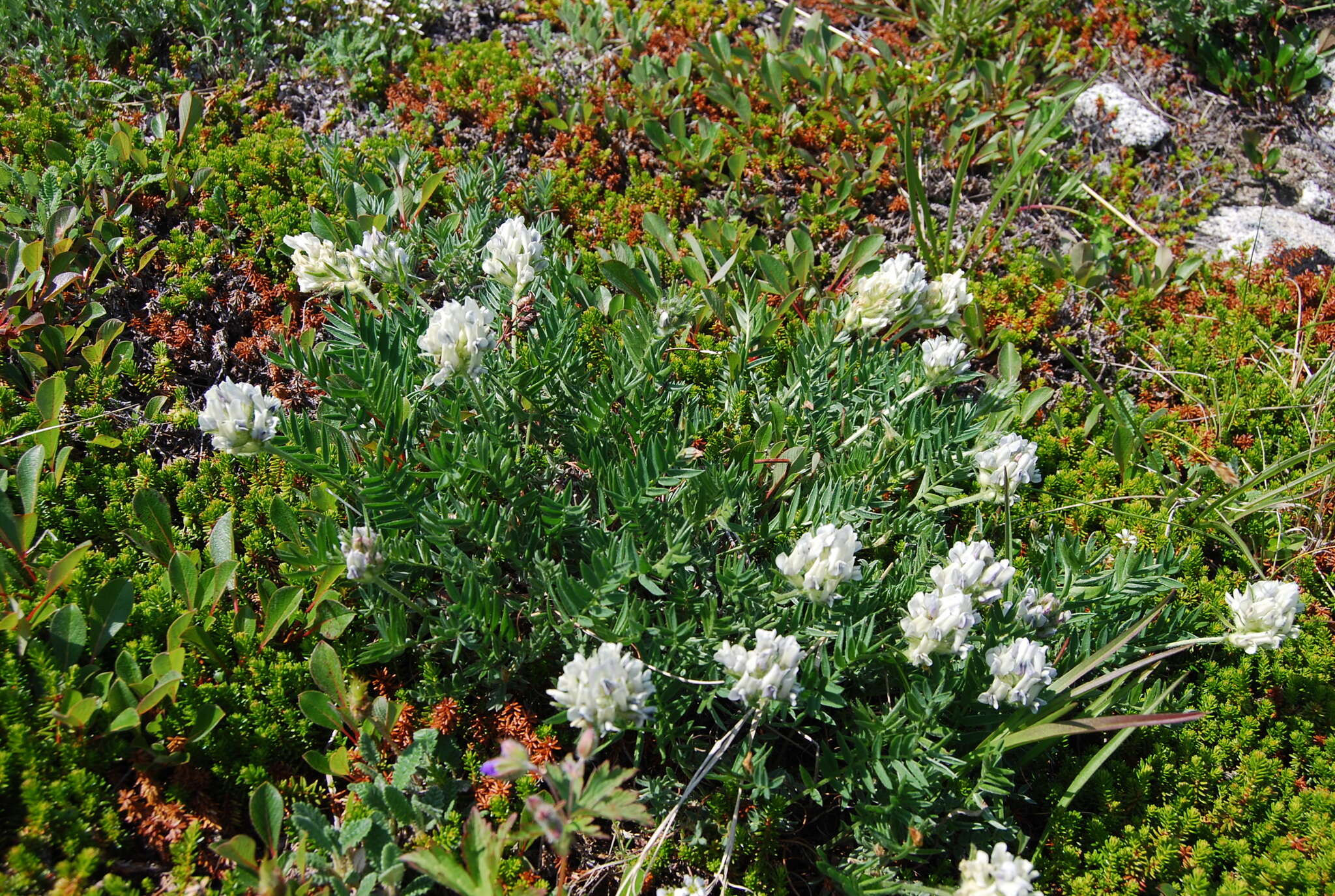 Image de Oxytropis evenorum Jurtzev & A. P. Khokhr.