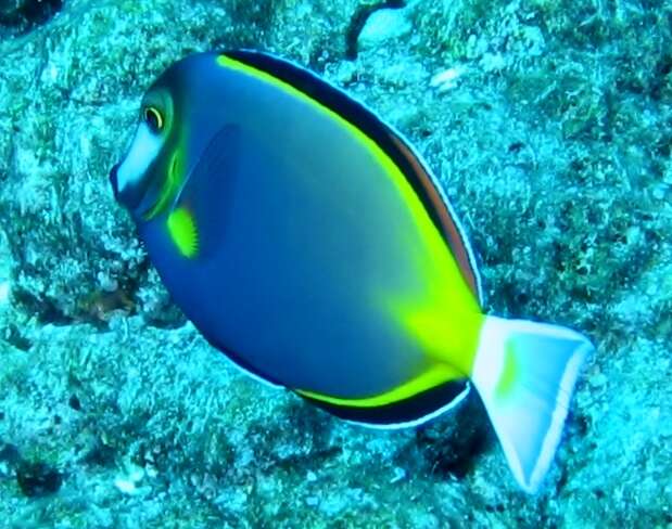 Image of Japan surgeonfish