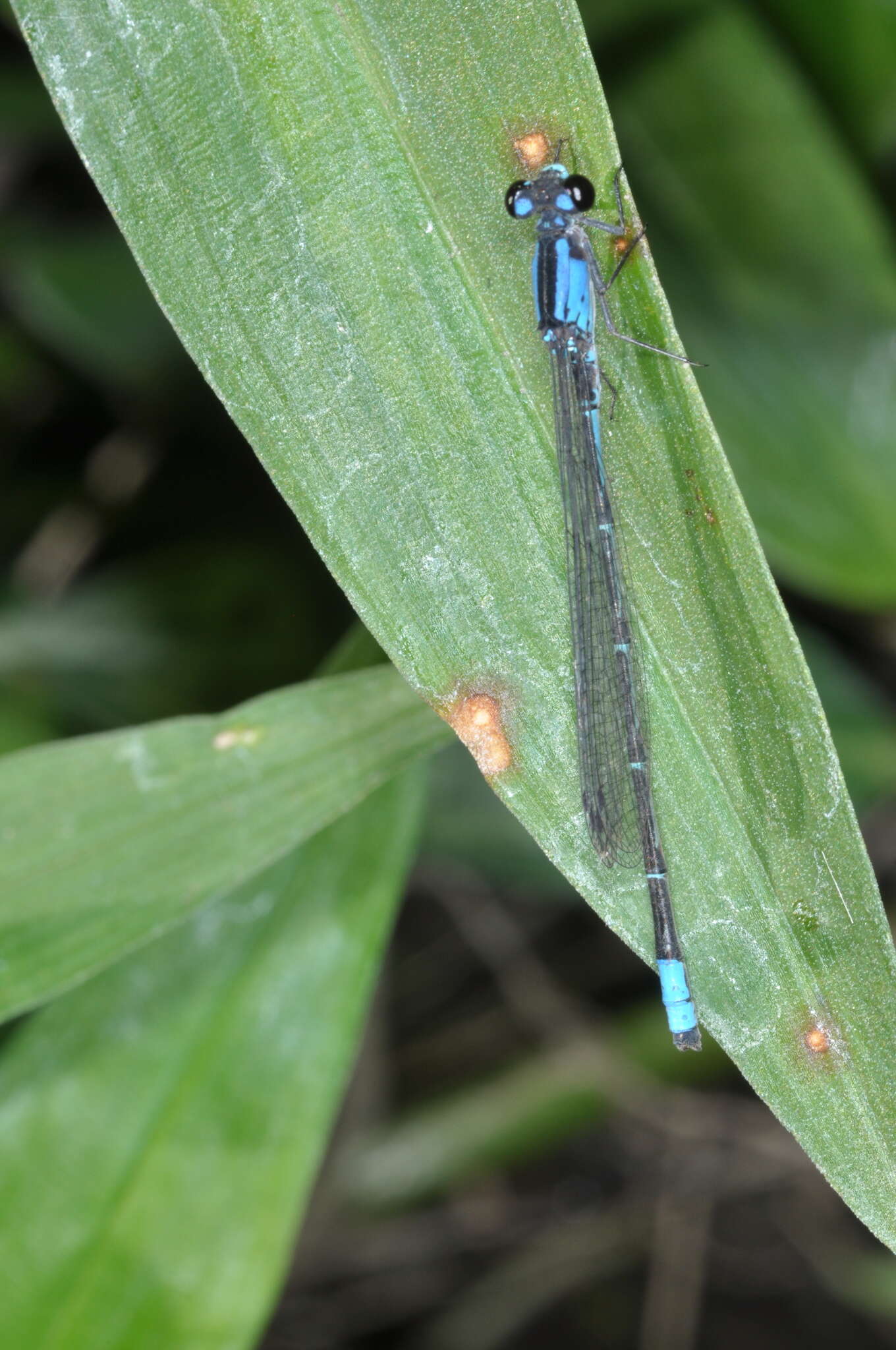 Sivun Oxyagrion ablutum (Calvert 1909) kuva