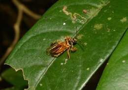 Image of Agriocoris flavipes (Fabricius 1803)