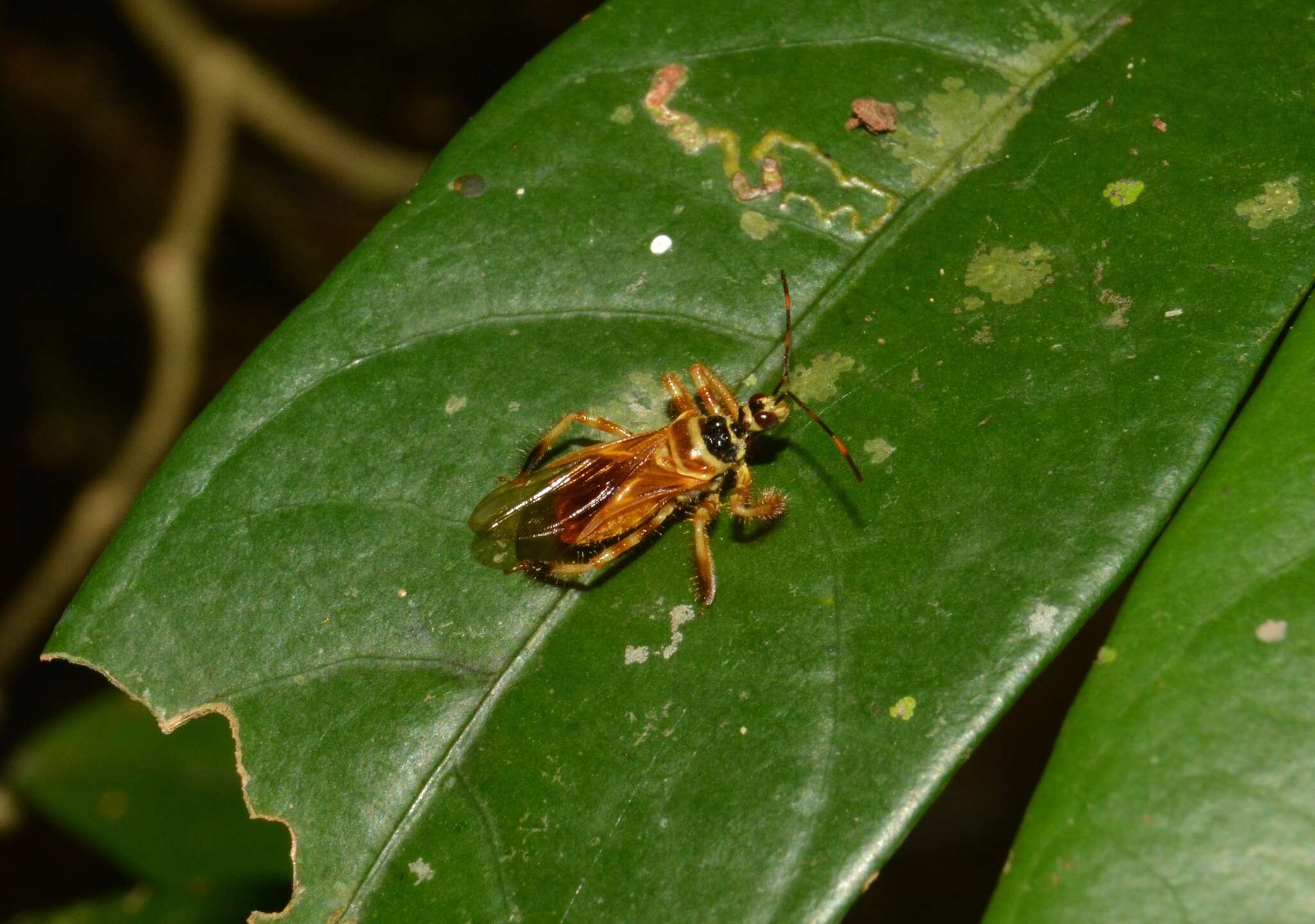 Image of Agriocoris flavipes (Fabricius 1803)