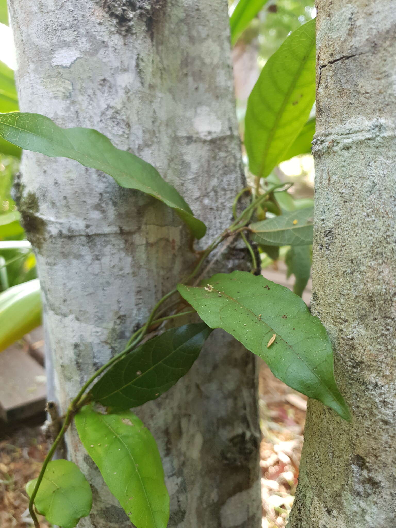 صورة Aristolochia praevenosa F. Müll.